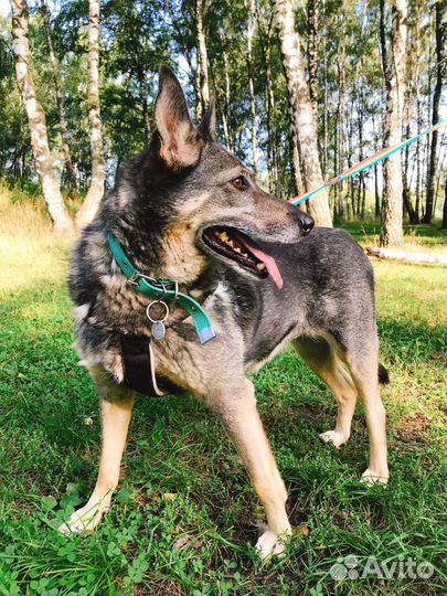 Приезжайте в приют для прогулок с Лялей