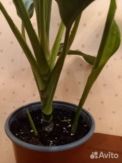 Аглаонема Сильвер бей,Страйпс,Фридман