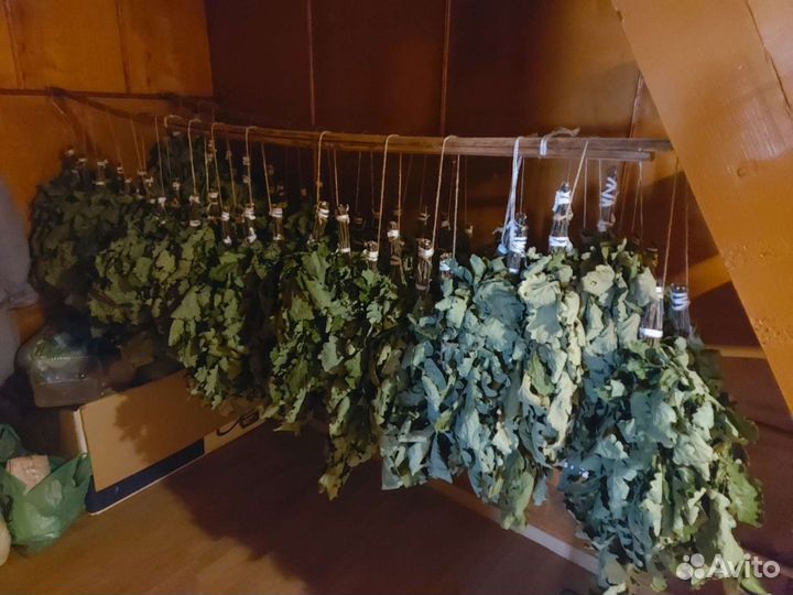 Дубовые веники для бани