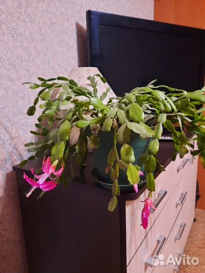 Декабрист шлюмбергера