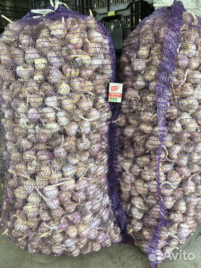 Чеснок фермерский