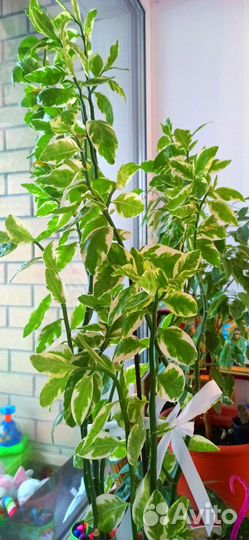 Педилантус