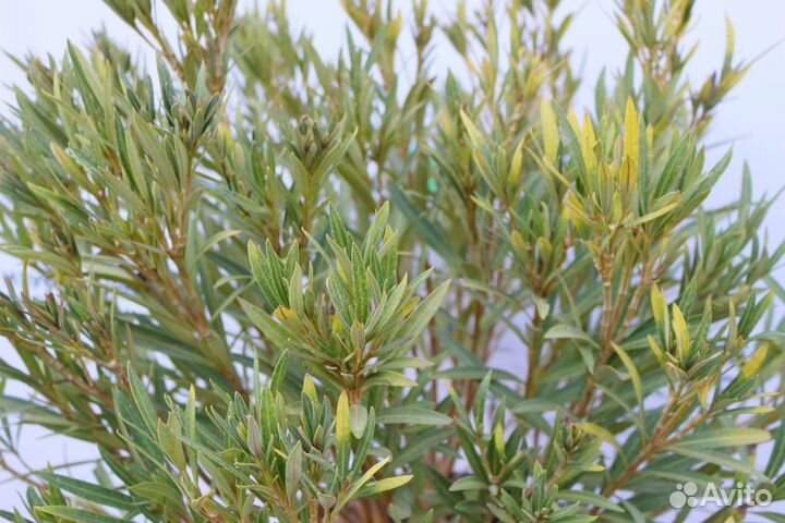 Редкий Олеандр Карликовый papa gambetta 25 л