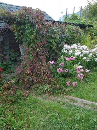 Участок 16 сот. (ИЖС)