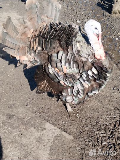 Инкубационное яйцо индоутки