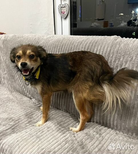 Маленькая собака