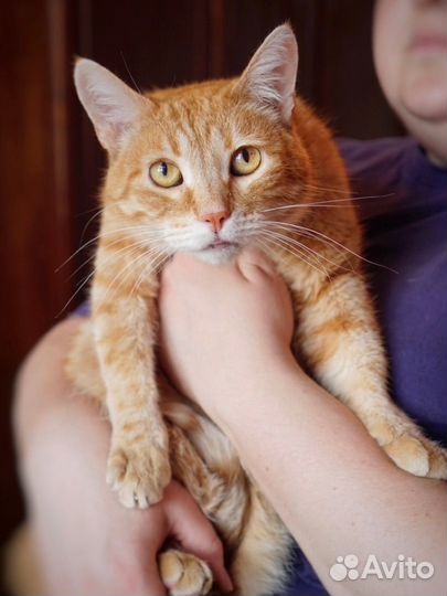 Рыжий кот пропадает в приюте