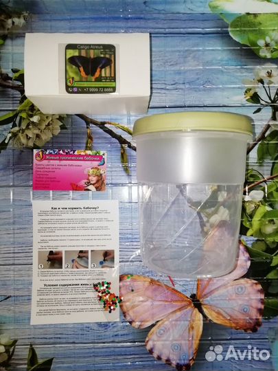 Мини-ферма с 1 куколкой тропической бабочки