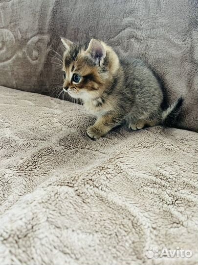 Шотландский котёнок