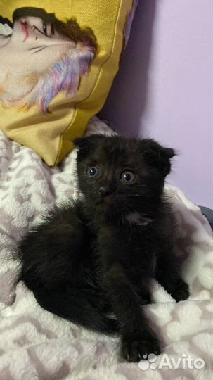 Веслоухий кот