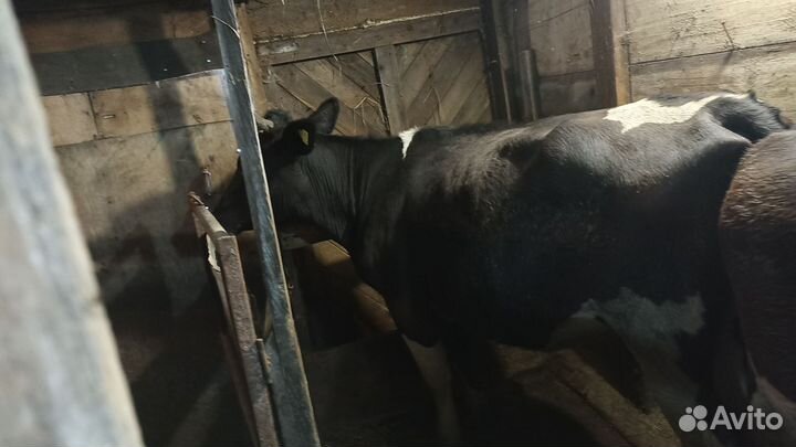 Коровы,нетель
