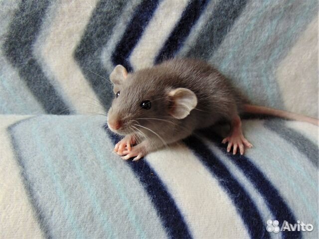 Крысята - очаровашки - дамбики - клекти, гамак