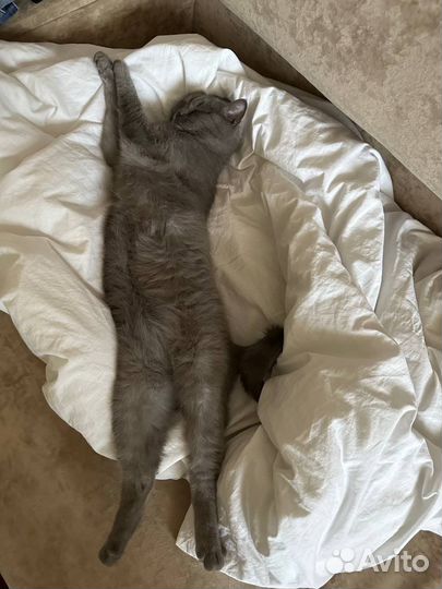 Отдам британку 1,5 года