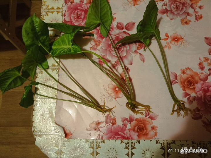 Сингониум черенки укорененные