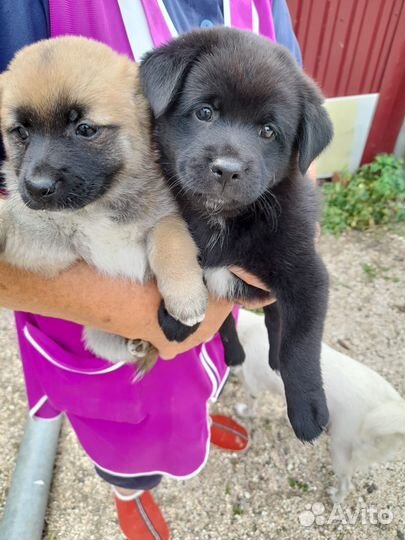 Щенки