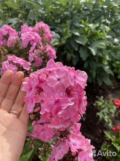 Флоксы сортовые