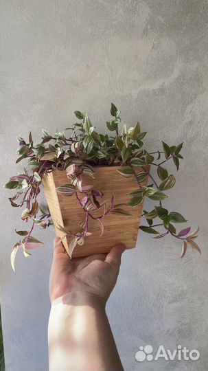 Кашпо икеа Vildapel бамбук квадратное