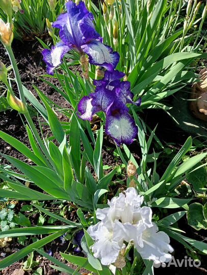 Ирисы