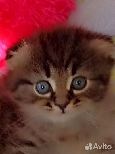 Котята в добрые руки мальчики