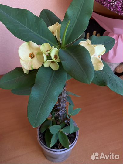 Молочай миля крупноцветковый