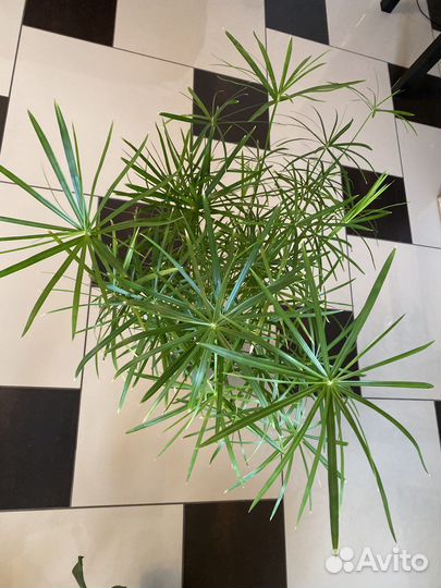 Циперус папирус, кошачья радость