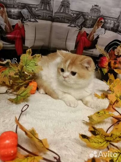 Шотландские 