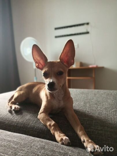 Собака для вязки