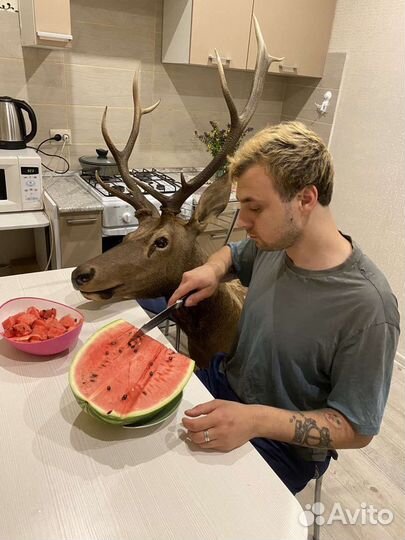 Чучело головы оленя