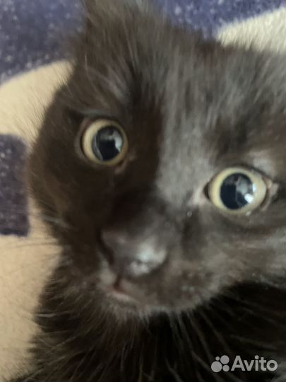 Котенок в добрые руки