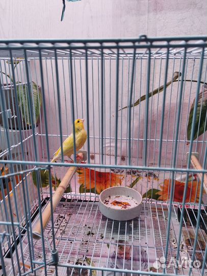 Кенара и канарейки