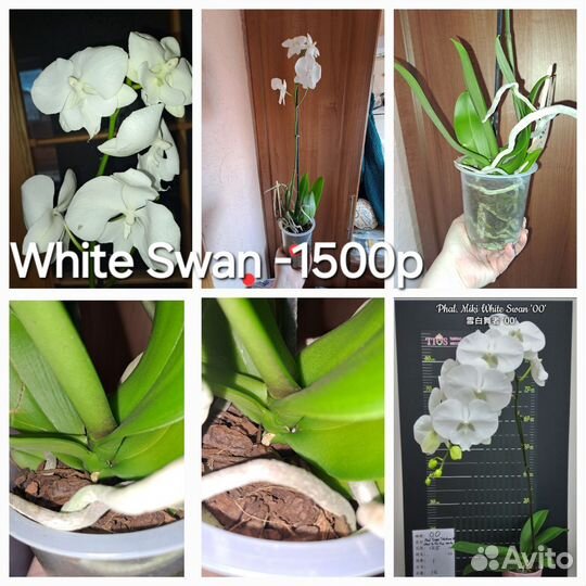 Орхидеи Биг Лип