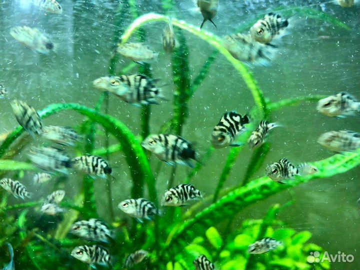 Малёк сапфирового попугая, сапфировый попугай