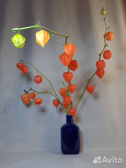 Физалис сухоцвет