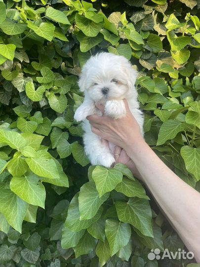 Щенки мальтезе