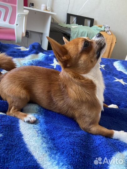 Мальчик чихуа хуа ищет себе принцеску