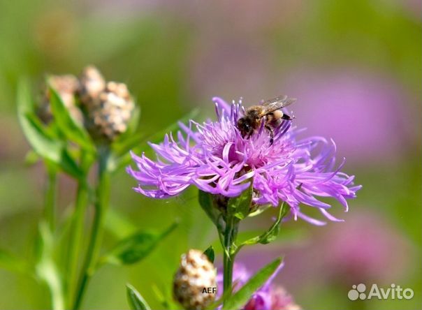 Мед 24 года из Алтая опт