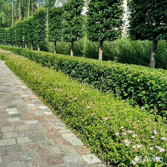 Живая изгородь