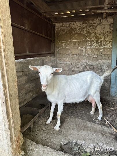 Коза, козлята