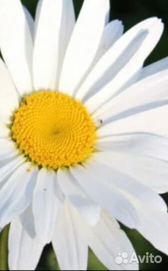 Многолетники и кустарники цветущие