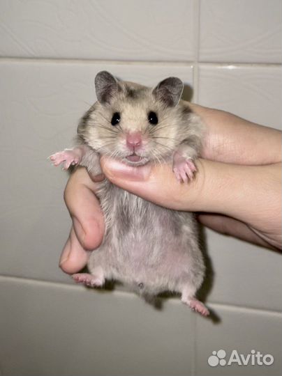 Сирийский хомяк