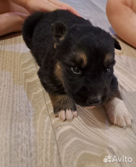 Немецкая овчарка