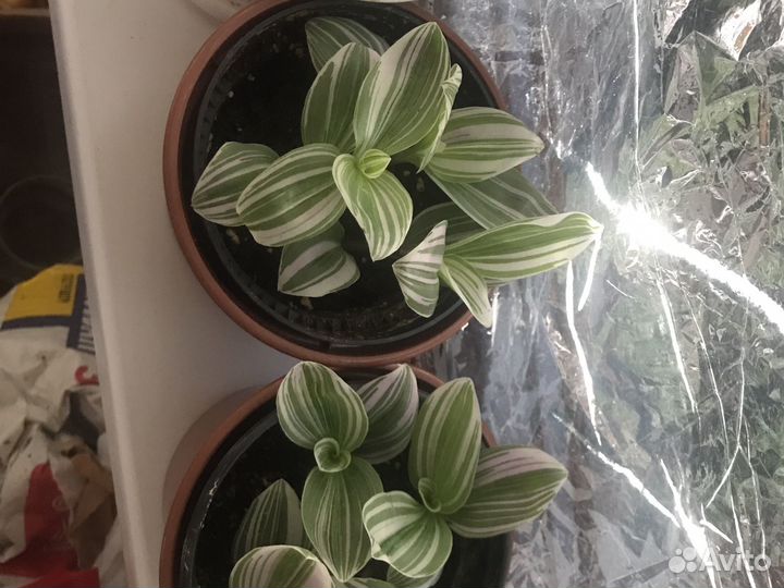 Комнатные растения