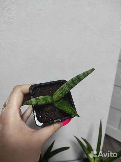 Сансевиерия сортовая