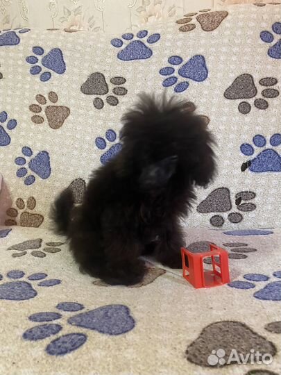 Мальчик тойка - 25тыс