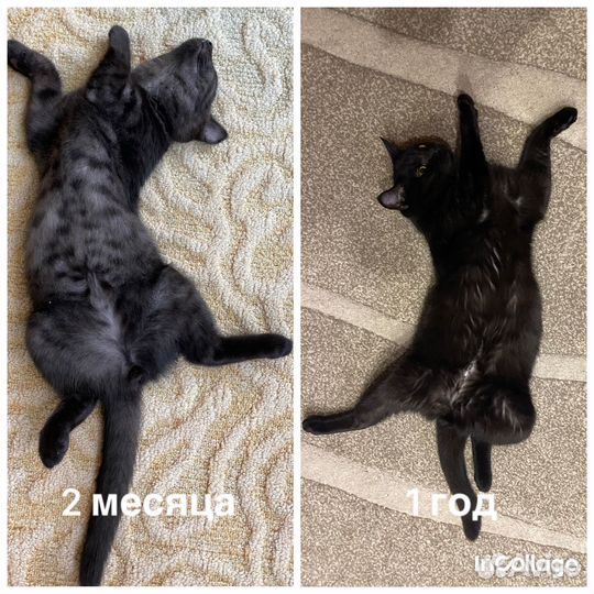 Шотландский кот