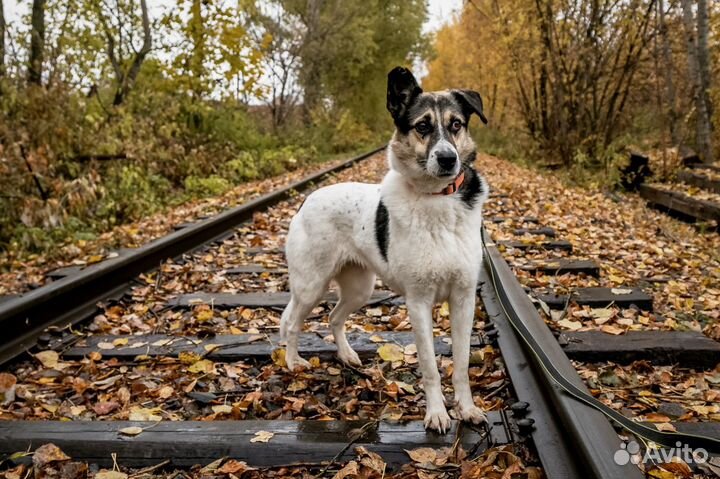 Душевная, спокойная собака ищет дом