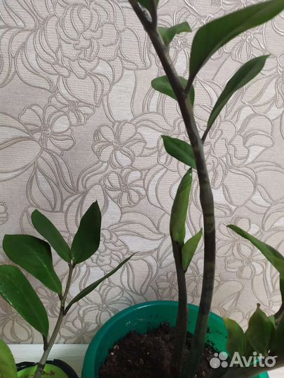 Замиокулькас