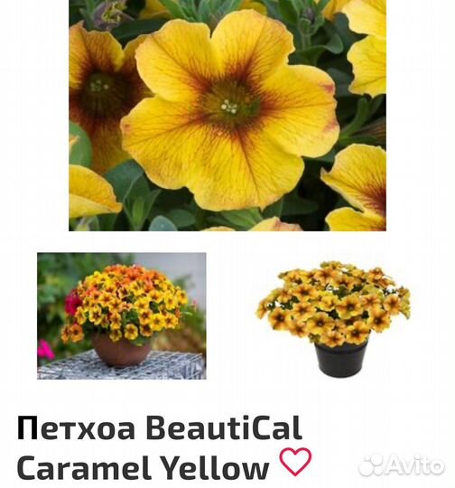 Петуния, петхоа, сурфиния, калиброхоа