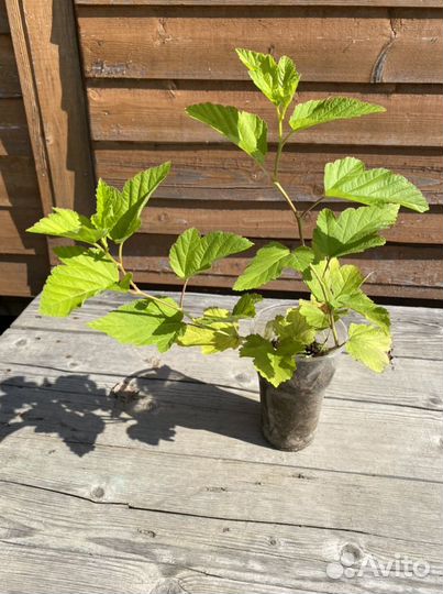 Пузыреплодник Лютеус