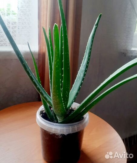 Укорененный отводок алоэ вера